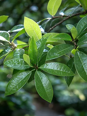 Green Scent Notes in Perfume: What They Smell Like, How They’re Used, and Why They Feel So Fresh