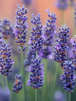 lavender plant