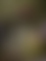 4 Best Natural Perfume Brands in Texas