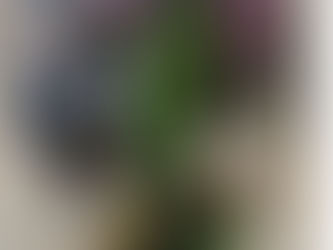 Best Natural Perfume Brands in Texas (Small-Batch & Plant-Based)