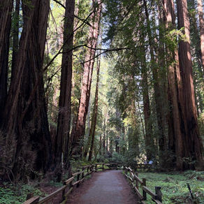 Muir Woods e Sausalito: o tour de natureza imperdível perto de San Francisco
