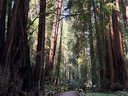 Muir Woods e Sausalito: o tour de natureza imperdível perto de San Francisco