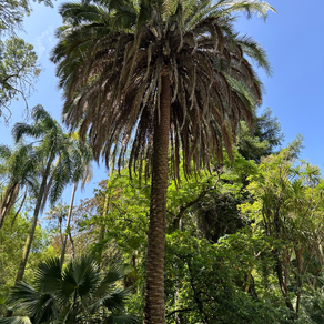 Roteiro em Lisboa: Jardim Botânico