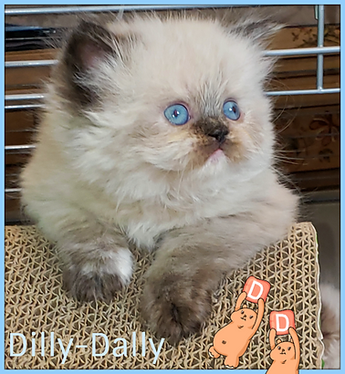 20200710_172845dilly.png