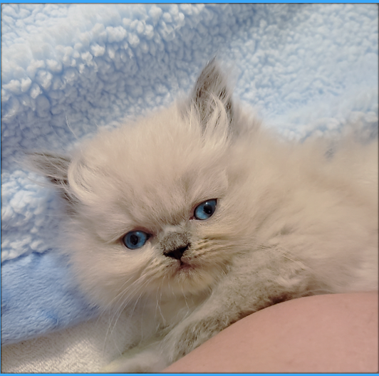 PURREPPHANY PERSIANS