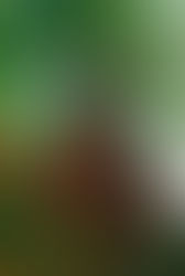 Acorns and Oak Trees