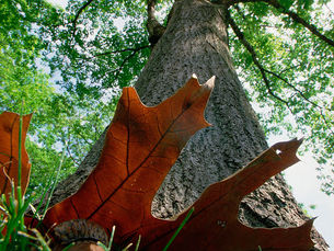 Acorns and Oak Trees