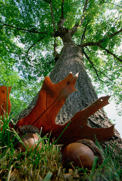 Acorns and Oak Trees