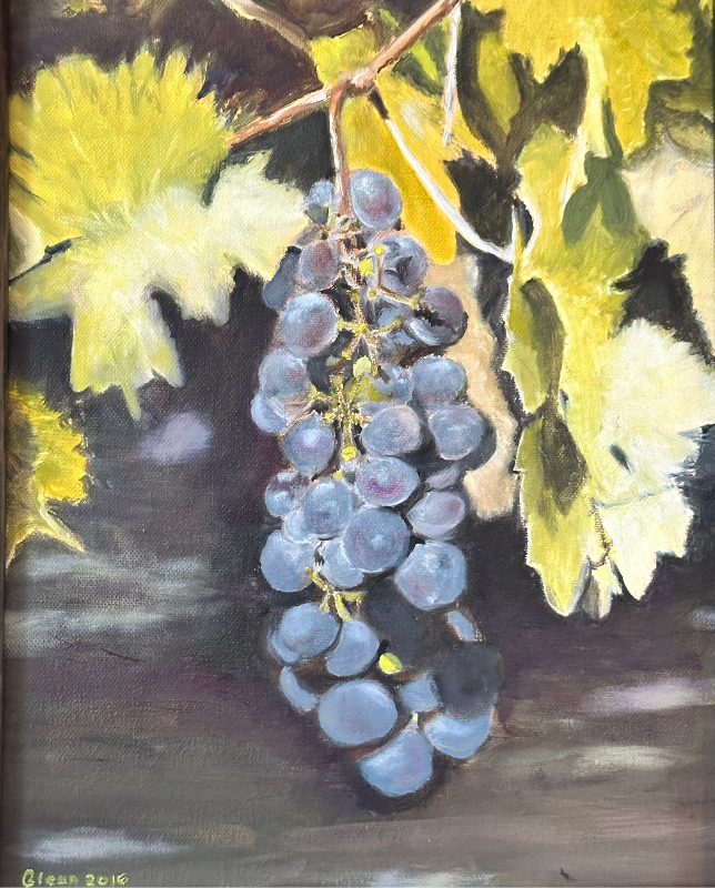 Napa Vineyard
