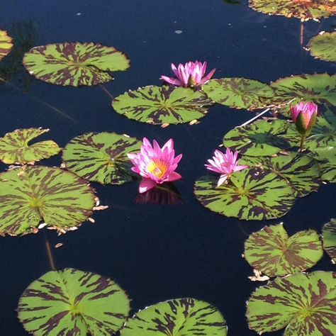 Insights on Water and Feng Shui