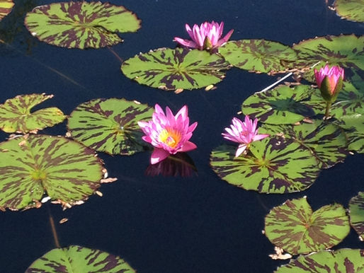 Insights on Water and Feng Shui