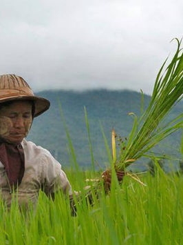 Environmental Peacebuilding in Myanmar