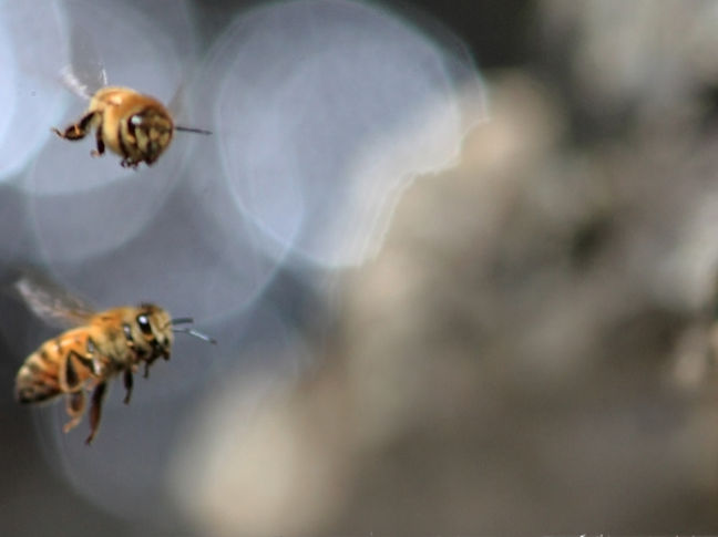 Bees_edited.jpg