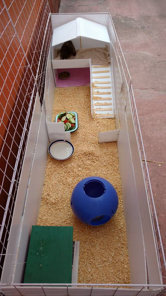 jaula para 4 cuyos