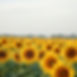 Ukrainian sunflower field light pastel colors. Blue skyy_.jpg