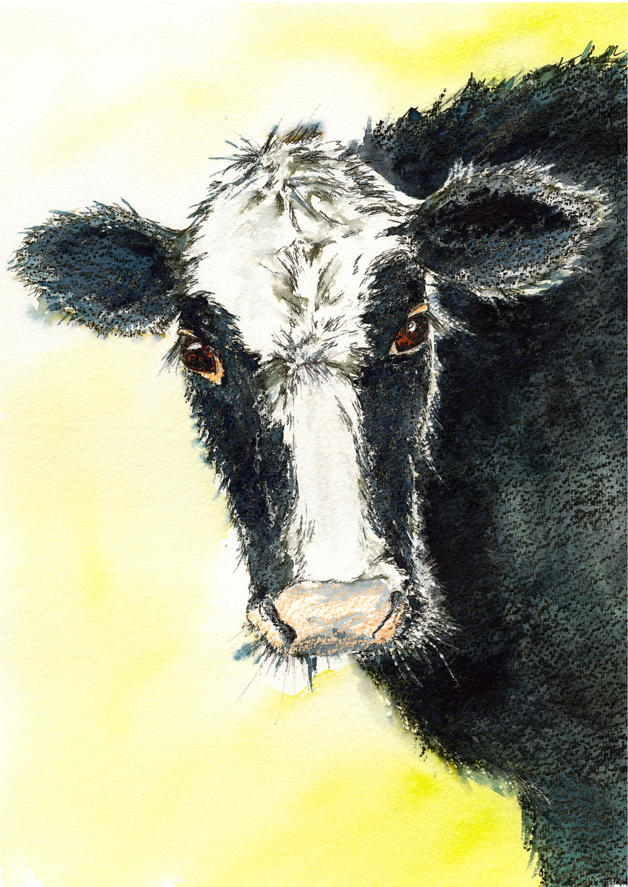 Curious Cow Greetings card.