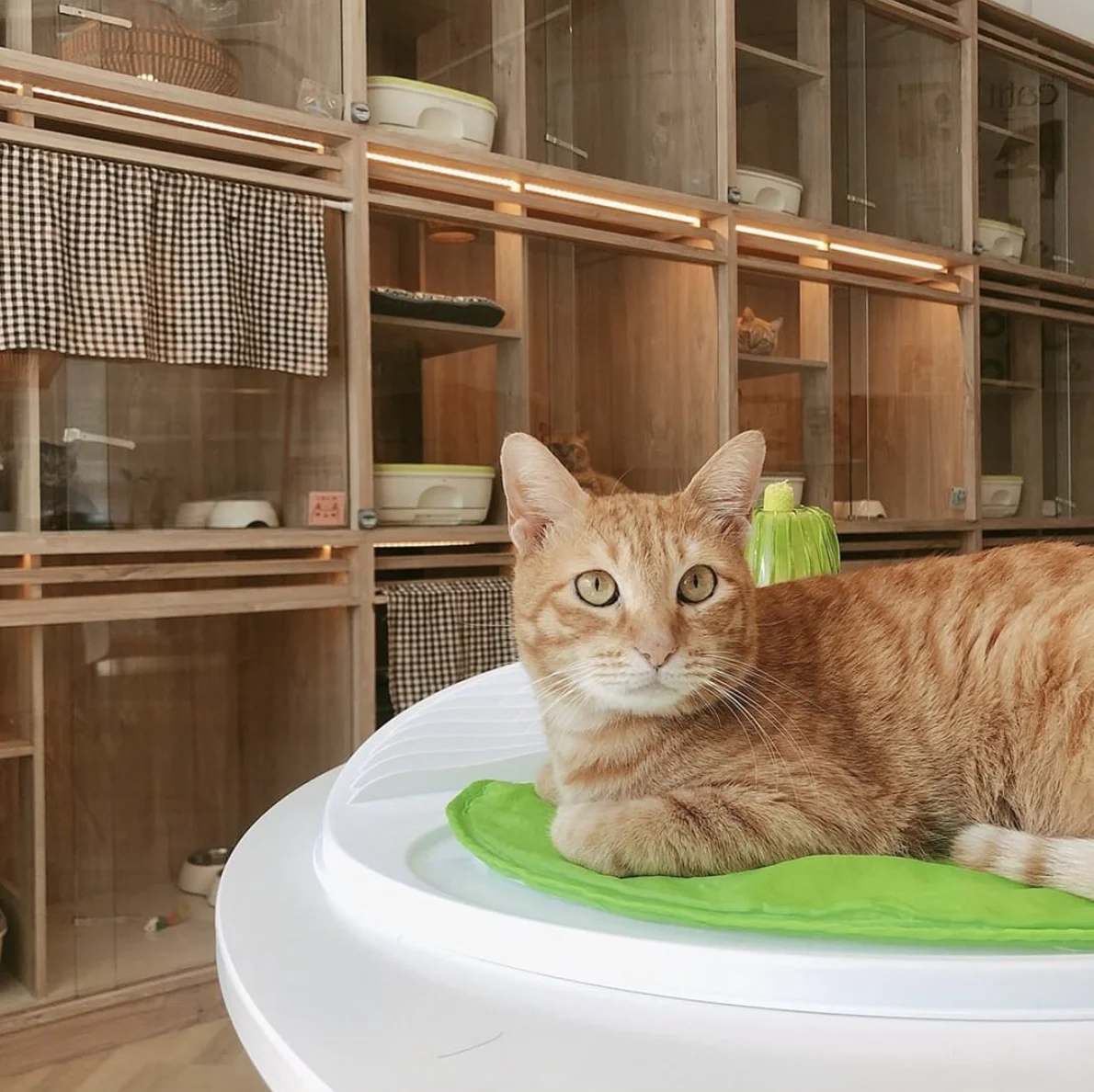 an orange cat is relaxing comfortably in a cat hotel