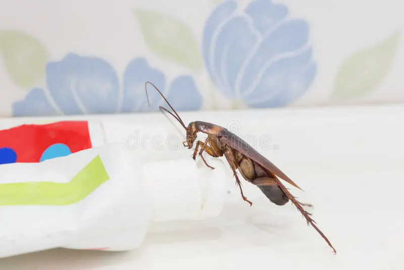 在潮湿的厕所角落靠近水管处发现东方蟑螂