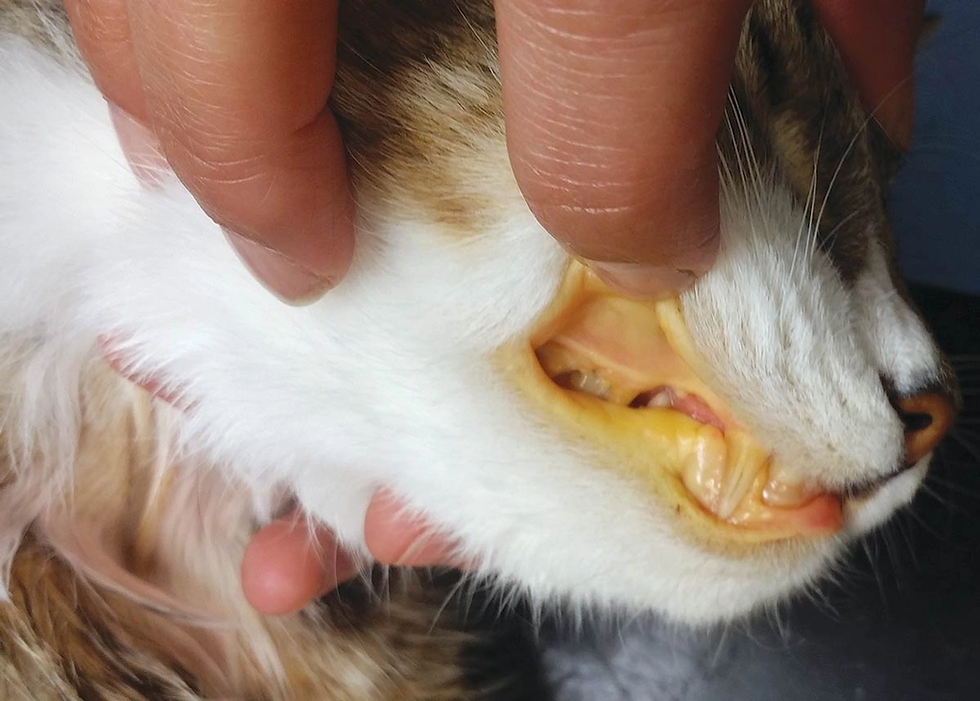 Feline jaundice with yellow gums in cat examined in Kuala Lumpur vet clinic