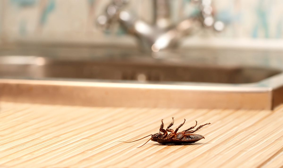 Cockroach crawling on a kitchen counter in a Kuala Lumpur apartment