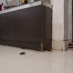 Technician spraying pest control treatment along a kitchen cabinet base for indoor pest prevention.