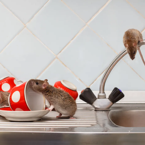 Juruteknik pest control Alor Setar merawat tepi lantai dapur untuk kawalan semut.