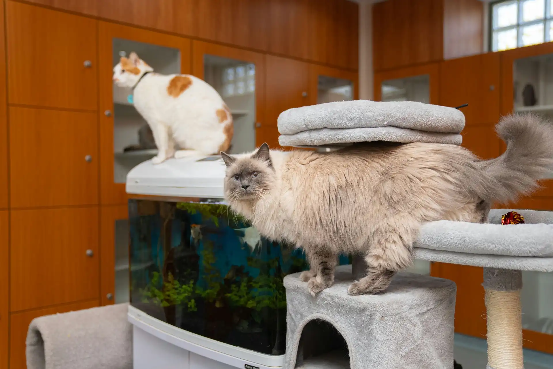two cats with different breeds are looking around and sitting in a cat hotel