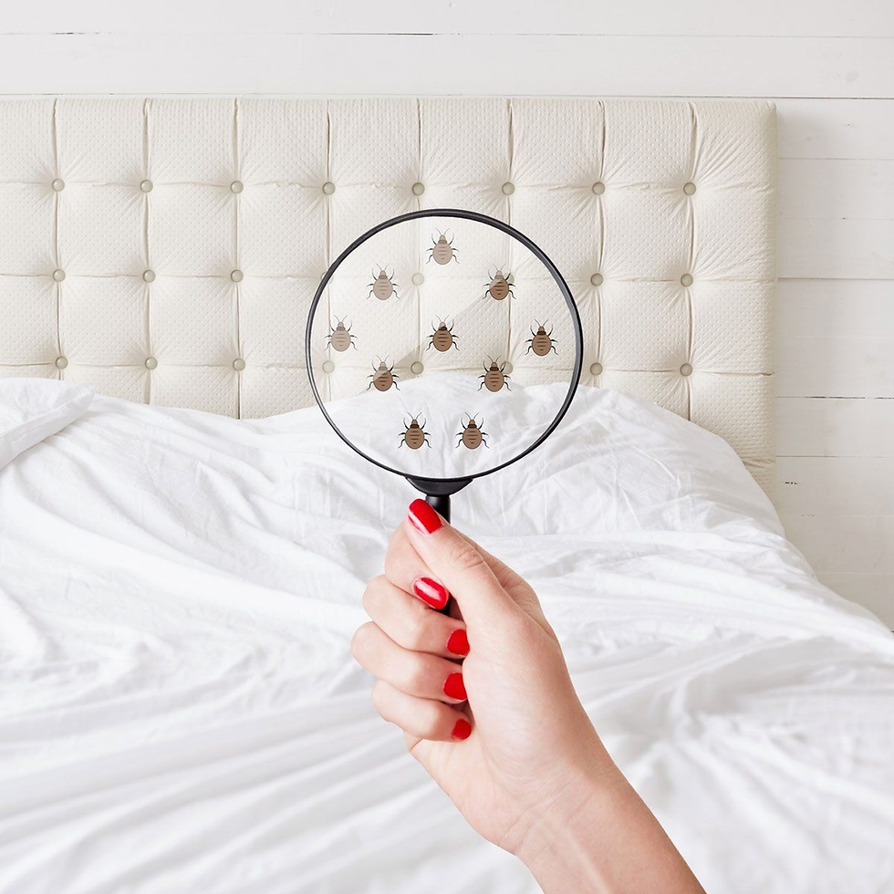 Kuala Lumpur house undergoing full mite extermination