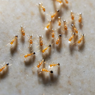 使用放大镜识别马来西亚常见的家居蚂蚁