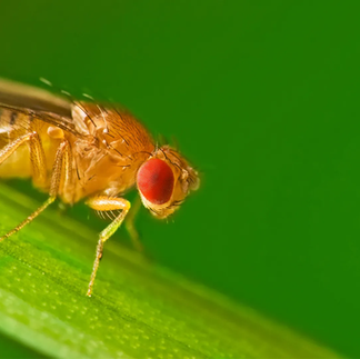 How often should pest control be done for homes in KL