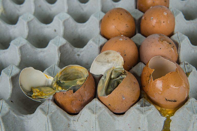 Close-up of rotten eggs in a tray, symbolizing how neglected aircond service, maintenance and repair can lead to foul smells in your home.