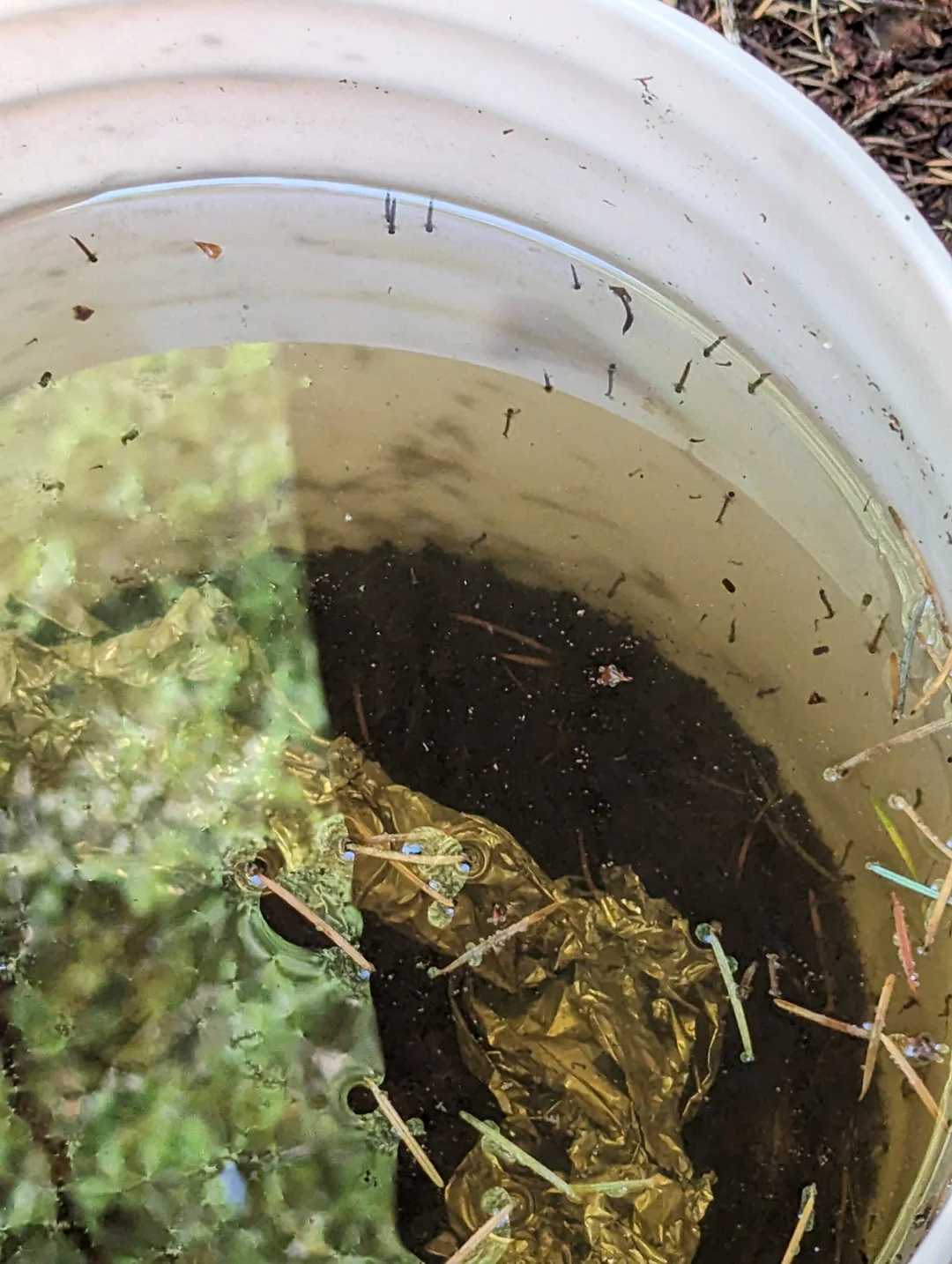 花盆内积水中游动的蚊子幼虫
