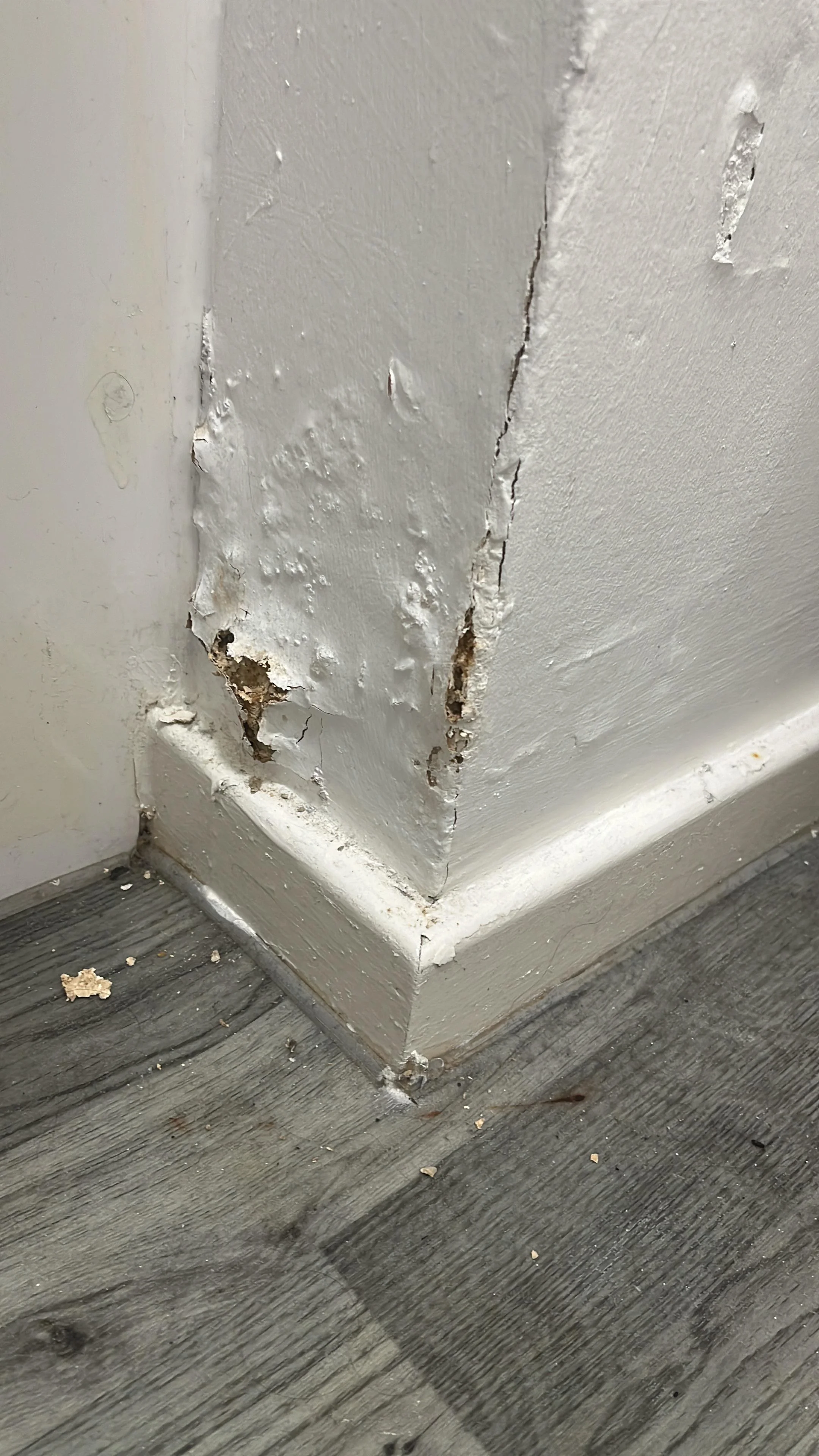 马来西亚害虫宣传册中衣鱼与热鱼对比