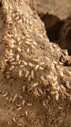 为独立屋提供的白蚁防治服务（termite control service）**正在进行中。