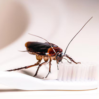 在马来西亚一间公寓的马桶附近发现德国蟑螂