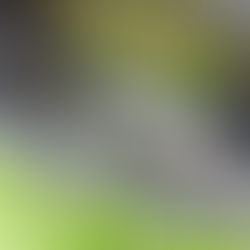 雪兰莪旧轮胎积水并充满蚊子幼虫