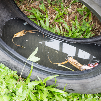 雪兰莪旧轮胎积水并充满蚊子幼虫