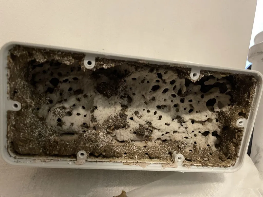 Pakar menggunakan stesen umpan untuk hapuskan anai-anai dengan cepat