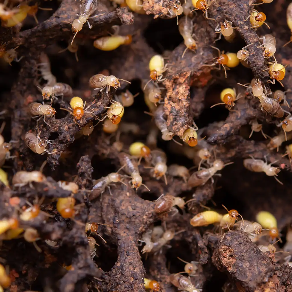 与布城(Putrajaya)屋主讨论害虫防治费用