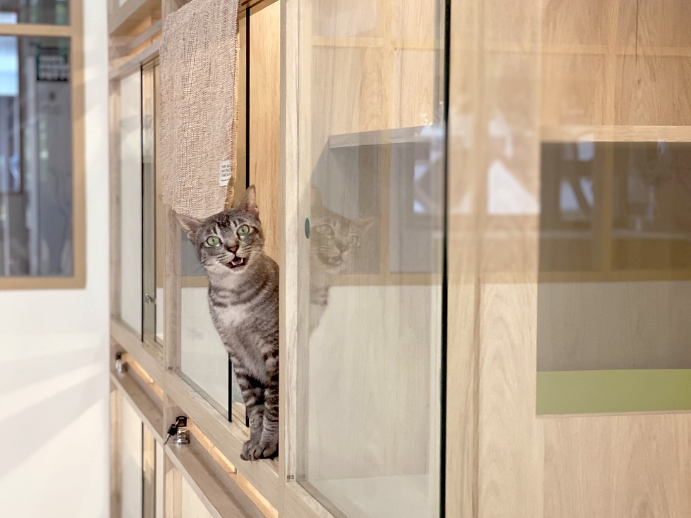 Tabby cat with mouth open peers out from wood and glass enclosure, reflecting on glass. Bright room with beige and green tones.