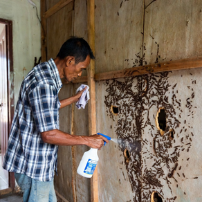 Technicians applying pest control solution on wall corners in Cheras