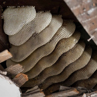 Bees pest control Perth team relocating honey bees from backyard