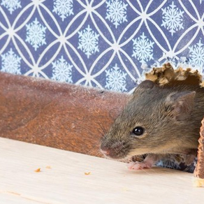 How long does pest control last after one full treatment