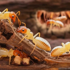 Pemilik rumah menemui najis anai-anai di bawah kabinet kayu