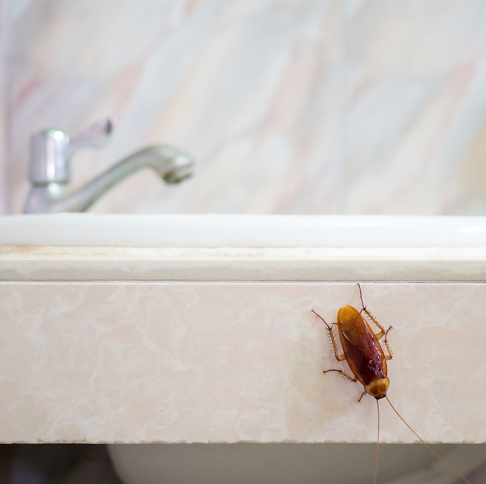 Pest control services spraying kitchen area in Cheras