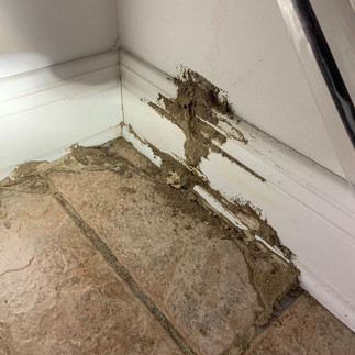 Pest control technician inspecting a termite-infested wall in a Malaysian home