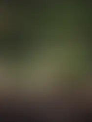 PARKROYAL COLLECTION Kuala Lumpur: Urban Garden