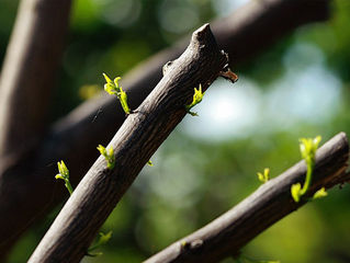 Pruning