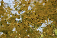 Baby frogs