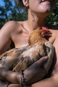 Chicken Love